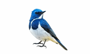 コミュニケーションバー 青い鳥